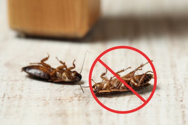 Household Bug Extermination