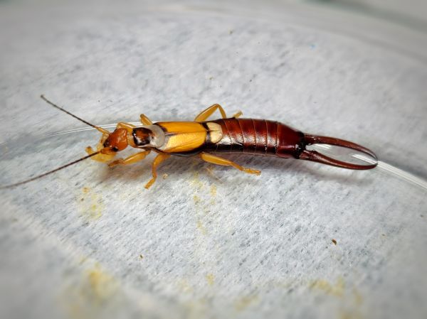 Earwigs Control