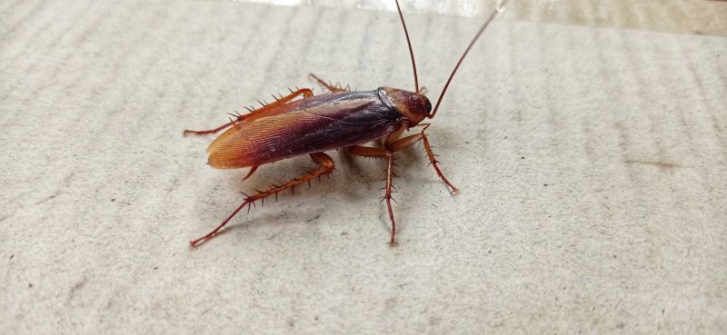 Cockroaches in Kitchen