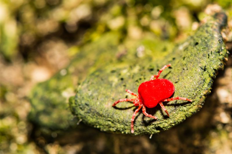 Mite Removal