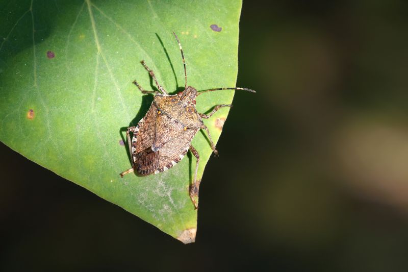 Seasonal Stinkbug Activity And When Control Is Most Effective