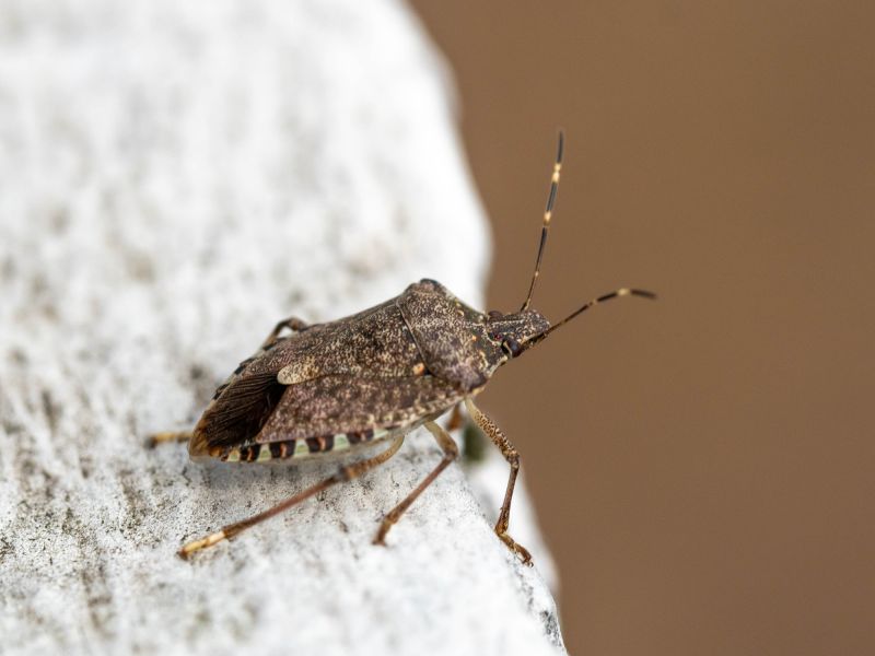 Seasonal Stinkbug Activity And When Control Is Most Effective