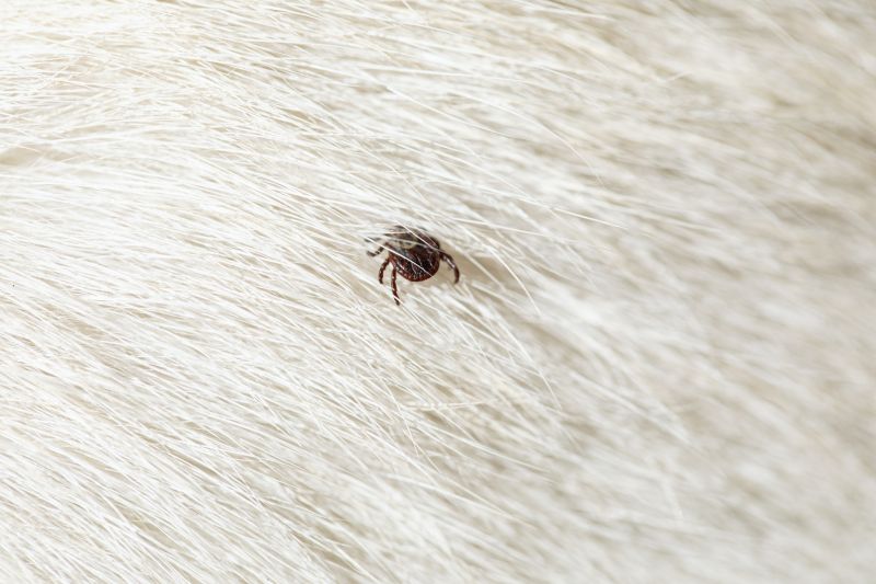 Why Professional Flea And Tick Pest Control Is Important