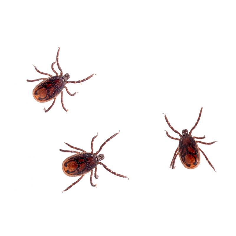 Why Professional Flea And Tick Pest Control Is Important