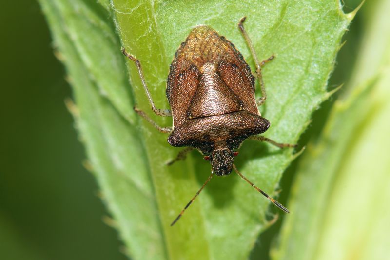 Why Professional Stinkbug Pest Control Is More Effective Than Diy Methods